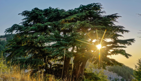 A Lebanese Cedar Elegy